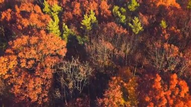 Sonbahar orman manzara panoramik. Sonbahar Doğa arka plan
