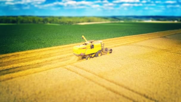Тракторне косіння поля пшениці — стокове відео