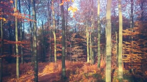 Paisaje Forestal Otoño Panorámico Fondo Naturaleza Caída — Vídeos de Stock