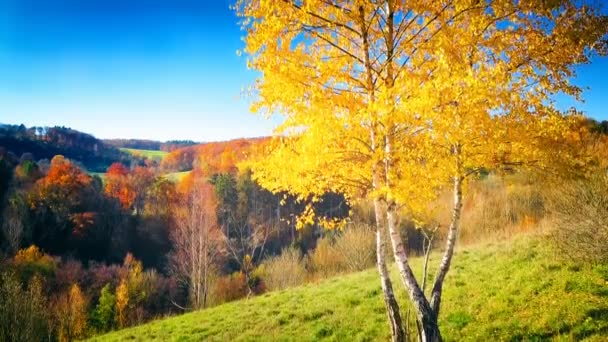 Panoramic Autumn Forest Landscape Fall Nature Background — Stock Video