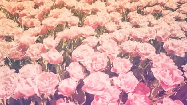 Widok Różowe Róże Pola Ciągu Dnia Tło Przyrodnicze — Wideo stockowe