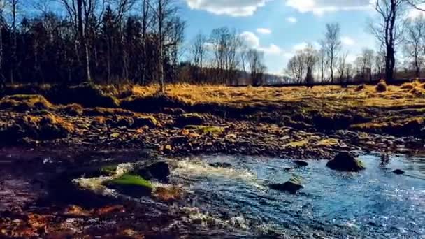 Drzewa Przed Strumieniem Wody Rzeki Ciągu Dnia — Wideo stockowe