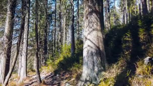 Vista Della Foresta Mattutina Verde Brillante — Video Stock