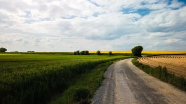 Hollanda'da güzel çiçekli alan manzara görüntüleri