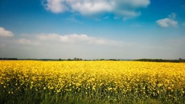 Hollanda'da güzel çiçekli alan manzara görüntüleri