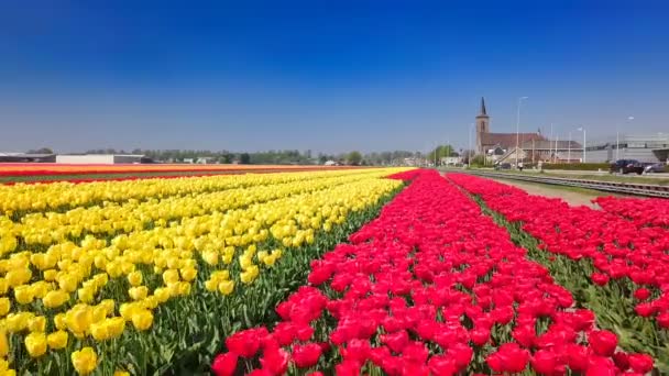 荷兰美丽花田的风景镜头 — 图库视频影像