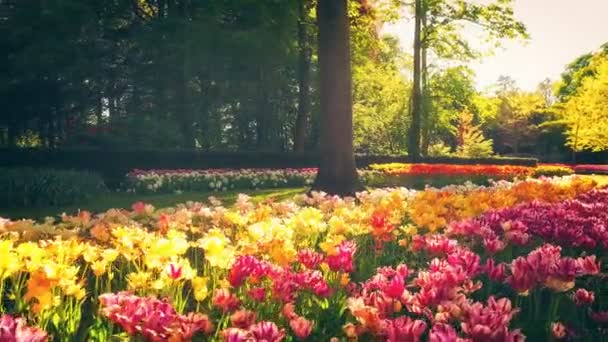 Szenische Aufnahmen Von Schönen Blühenden Feldern Den Niederlanden — Stockvideo