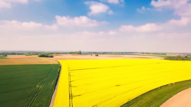 Szenische Aufnahmen Von Schönen Blühenden Feldern Den Niederlanden — Stockvideo