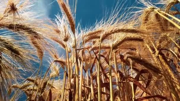 Живописные Кадры Красивого Пшеничного Поля Движущимися Облаками — стоковое видео