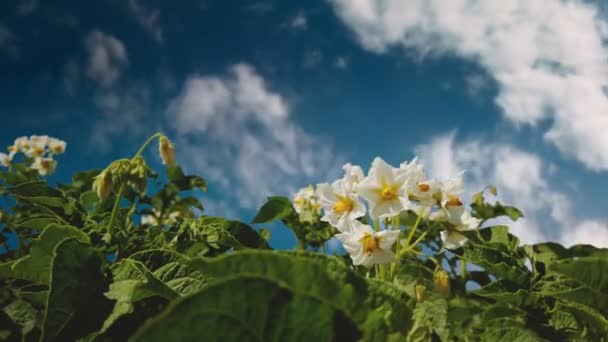 ジャガイモの芽を閉じて4K — ストック動画