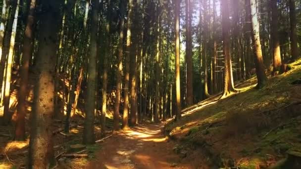 在阳光明媚的春天森林里徒步旅行 自然背景 — 图库视频影像
