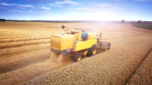 Aerial View Combine Harvesting Wheat — Stock Video