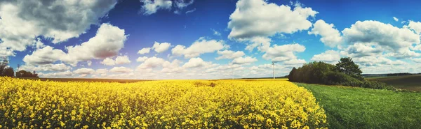 Paisaje Panorámico Verano Con Campo Colza Contexto Agrícola — Foto de Stock