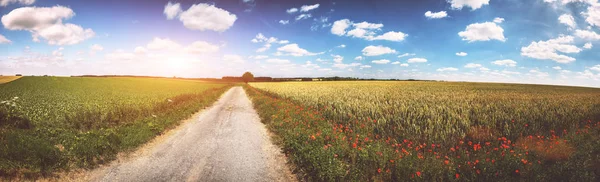 Panoramatická Letní Krajina Venkovními Silničními Makovitými Květy Pozadí Přírody — Stock fotografie