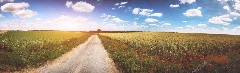 Panoramic summer landscape with country road and poppy flowers. Nature background