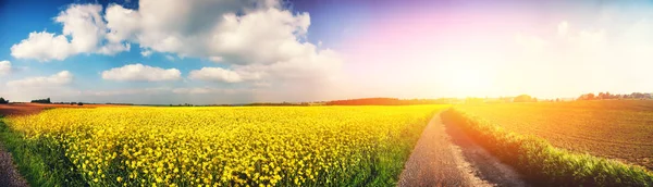 Панорамний Літній Пейзаж Ріпаковим Полем Сільською Дорогою — стокове фото