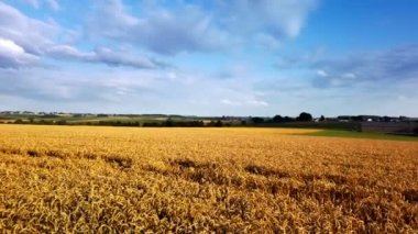 Buğday tarlası ve köy yolu ile tarımsal peyzaj, 4k. Doğa arka planı