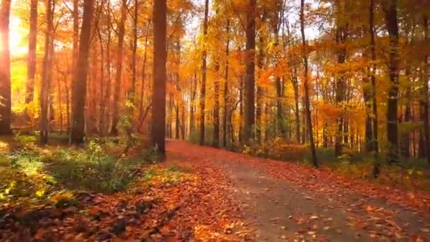 Wandern Herbstwald Mit Fallenden Blättern Hintergrund Natur — Stockvideo