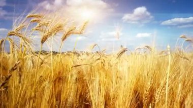 Altın buğday tarlasına sahip tarım arazisi, 4k. Doğa arkaplanı