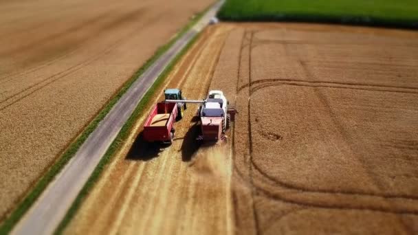 Vista Aérea Cosechadora Combinada Trabajo Campo Trigo — Vídeo de stock