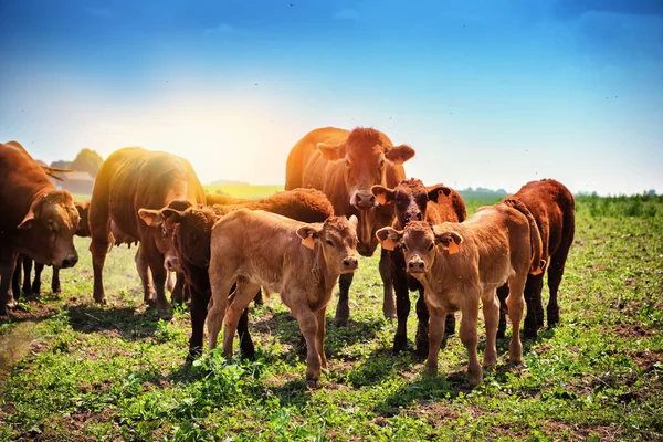 Aranyos Kis Calfs Legelésző Tehenek Mezőgazdasági Háttér — Stock Fotó