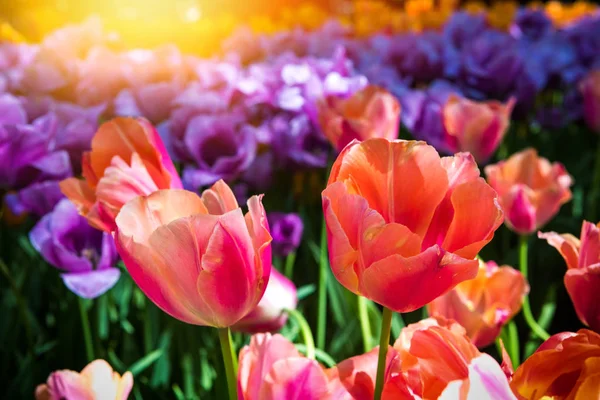 Hermosos Tulipanes Multicolores Fondo Naturaleza Imagen de stock