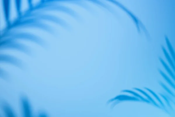 Boş alan ile açık mavi arka plan üzerinde Tropikal bitki gölgesi. 3d render. — Stok fotoğraf