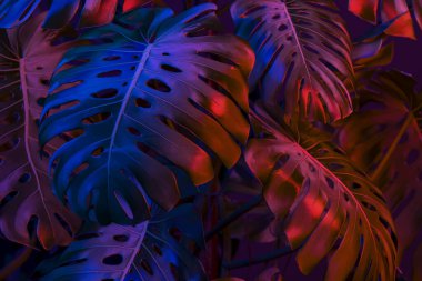 Monstera Tropikal Yapraklar Kırmızı Violet ve Mavi Neon ışıkları tarafından aydınlatılıyor. 3 boyutlu görüntüleme. Boşluk. Uzayı kopyala Duvar Kağıdı veya Arkaplan
