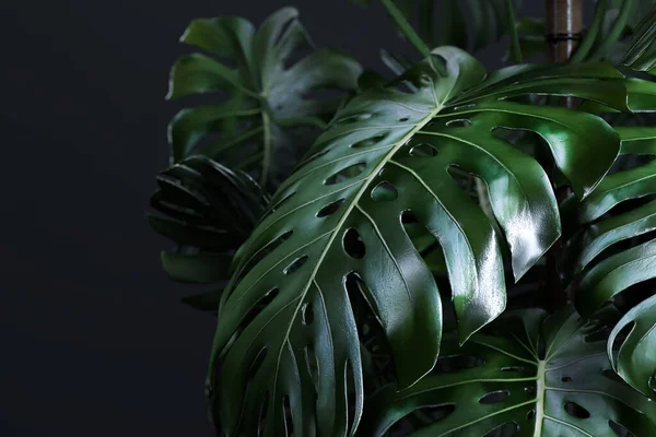 Green Monstera Leaves on Dark Background, Wallpaper. 3d rendering — Stock Photo, Image