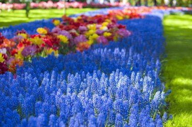 Pembe sümbül ve renkli lale güneşli bir bahar bahçe.
