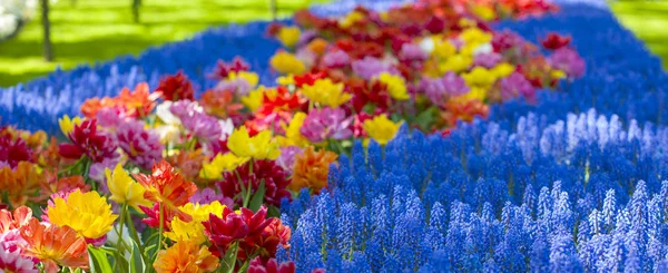 Jardim com jacintos rosa e tulipas coloridas em um dia ensolarado na primavera . — Fotografia de Stock