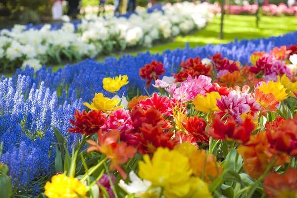 Jardim com jacintos rosa e tulipas coloridas em um dia ensolarado na primavera . — Fotografia de Stock