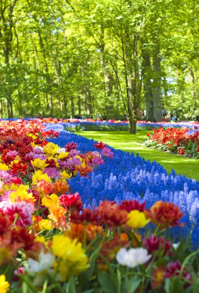 Jardim com jacintos rosa e tulipas coloridas em um dia ensolarado na primavera — Fotografia de Stock