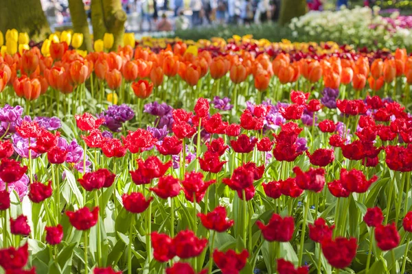 Vårlandskap med mångfärgade tulpaner. Naturbakgrund — Stockfoto