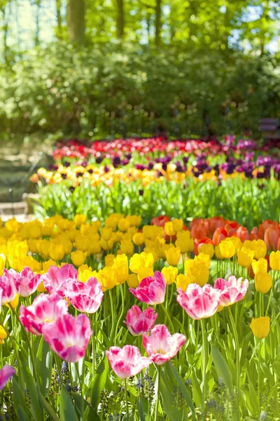 Paysage printanier avec tulipes multicolores. Contexte naturel — Photo