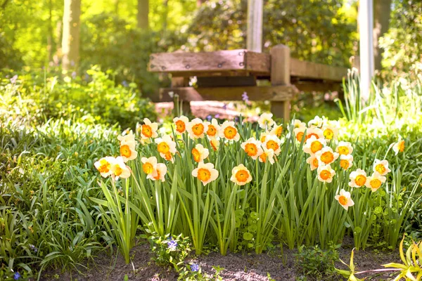 Kwiat Narcyz tła. Niesamowity widok kwiatów jasny piękny kwitnący Narcyz w ogrodzie. — Zdjęcie stockowe