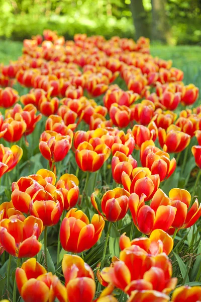 Paisagem de primavera com tulipas multicoloridas. Natureza fundo — Fotografia de Stock
