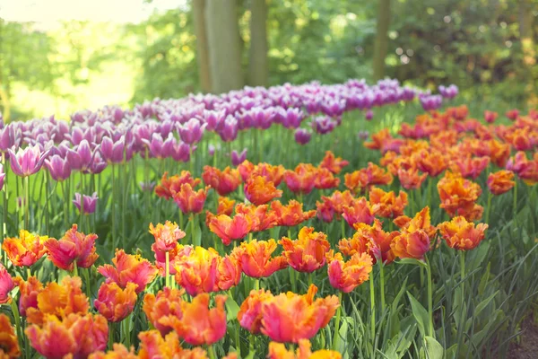 Paisagem de primavera com tulipas multicoloridas. Natureza fundo — Fotografia de Stock