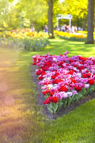 Paisagem de primavera com tulipas multicoloridas. Natureza fundo — Fotografia de Stock