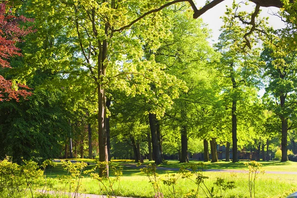 Zielony trawnik w parku miejskim w słonecznym świetle, — Zdjęcie stockowe