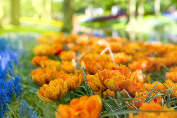 Cama de flores com tulipas laranja. Parque com flores Keukenhof na primavera. Holanda. Presente postal — Fotografia de Stock