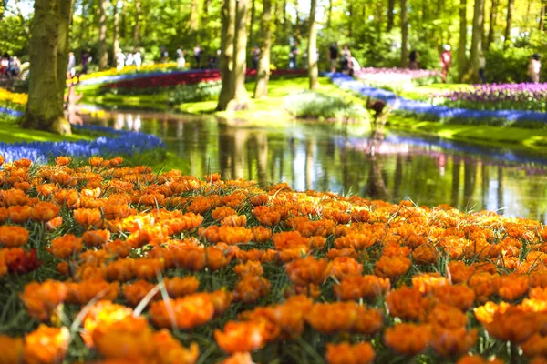 Цветочная клумба с апельсиновыми тюльпанами и озером. Парк с цветами Keukenhof весной. Голландия. Подарок на открытку — стоковое фото