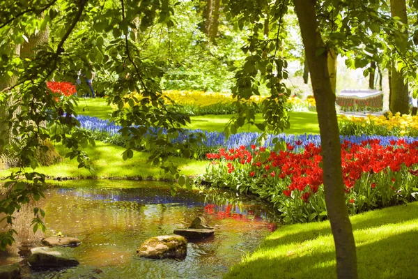 Kwietnik z tulipany, różne kolory, Zielona trawa i jezioro. Park z kwiatów Keukenhof wiosną. Holland. Tło — Zdjęcie stockowe