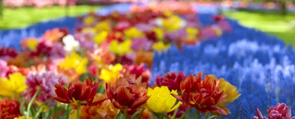 Camas de flores com tulipas amarelas, azuis e vermelhas. Parque com flores Keukenhof na primavera. Holanda. Banner. Contexto — Fotografia de Stock