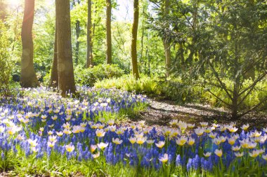Farklı renkleri beyaz ve mavi Park bahar, güneş ışığı vardır. Kopya alanı