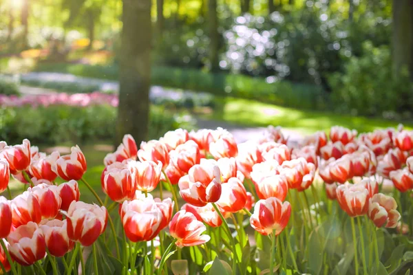 Beaucoup de belles tulipes sont rouges et blanches dans le parc au printemps. Lumière du soleil et fleurs. Espace de copie — Photo