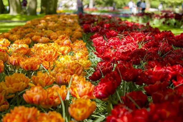 Beaucoup de belles tulipes de couleur rouge et orange dans le parc au printemps. Lumière du soleil et fleurs. Espace de copie . — Photo