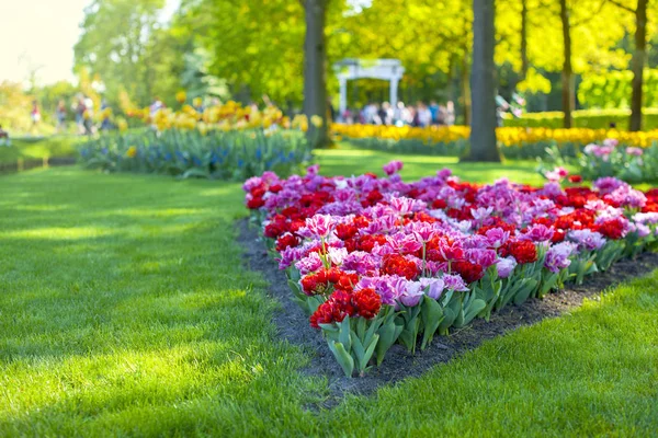 Lila laleler ve parkta yeşil çim flowerbed. Güzel bahar. Kopya spase — Stok fotoğraf