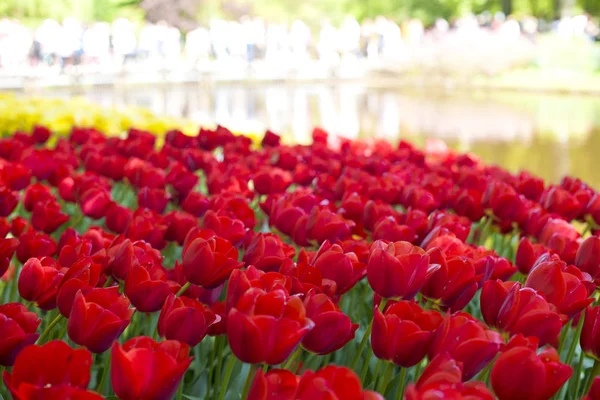 Beaucoup de belles tulipes dans le parc au printemps. Lumière du soleil et fleurs. Espace de copie — Photo