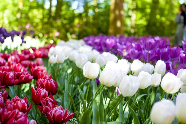 Beaucoup de belles tulipes dans le parc au printemps. Lumière du soleil et fleurs. Espace de copie — Photo